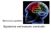 Systema nervosum centrale · Hřbetní mícha (medulla spinalis): • Tvar válcového provazce, lehce oploštělý • Uloţený v páteřním kanále • Délka 40-50cm • Tloušťka