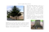Smrk ztepilý (Picea abies) - Weebly€¦ · Smrk ztepilý (Picea abies) Charakteristika dřeviny: jedná se o stálezelený, jehličnatý strom. Dosahuje výšky 30 – 50 m. Má