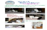2017年6月 猫がやって来た(17) - oo7.jparimanokuni-gorochan.o.oo7.jp/NEKO PDF/2017-05 neko17.pdf · 2018. 6. 6. · 2017年6月 猫がやって来た(17) テツ2歳となりました