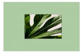 ARALIA 001-105 El poder curativo de las plantas v4.indd 58 … · 2020. 3. 30. · 60 EL PODER CURATIVO DE LAS PLANTAS DE INTERIOR Esta planta poco habitual e inconfundible LUZ Idealmente,
