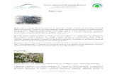 Tekstovi za novu internet stranicu-1 · 2013. 3. 5. · dolazi ova endemična zajednica. Njena karakteristična vrsta je dalmatinski crni bor – Pinus nigra Arnold ssp. dalmatica