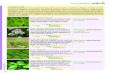 Sementi biologiche - AgriBioNotizie · Semina in pieno yyyyyyyyyyyyyyyyyy Raccolta yyyyyyyyyyyyyyyyyyyyyyyy Nome botanico: Hysopus officinalis