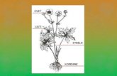 CVET - Arnessola-rodica.splet.arnes.si/files/2020/03/Zgradba... · 2020. 5. 24. · cvet rastline ter njen plod oz seme.(PRIMER) Naloga (LAŽJA) S telefonom se odpravi na teren (vrt,