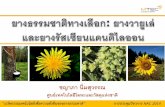 ชญาภา นิ่มสุวรรณ - NSTDA - Thailand · 2020. 11. 26. · of Alternative Rubber and Latex Sources สมาชิก: ... (Russian Dandelion) ... First