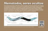 Nematodos, · 2019. 12. 17. · Nematodos, seres ocultos Diagrama de la anatomía de un nematodo adulto (C. elegans).El dibujo muestra los sistemas reproductivo y digestivo. / Wikipedia