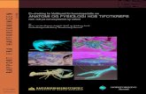 En utredning for Mattilsynet for kunnskapsstøtte om ANATOMI OG FYSIOLOGI … · 2017. 1. 19. · ANATOMI OG FYSIOLOGI HOS TIFOTKREPS med vekt på nervesystemet og velferd av Gro