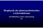 Biophysik der photosynthetischenBiophysik der ......Mechanismus der Ladungstrennung Aus: Barber J, 2003, QuartRevBiophys36, 71-89 ¾1. “Special pair”-Chlorophylle (=P680) übernehmen