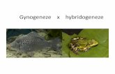 Gynogeneze x hybridogeneze - Masaryk University · 2016. 1. 4. · Gynogeneze na příkladu karase stříbřitého •Při vývinu jiker dochází u tvorby vaječných buněk k odchylce