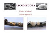 ASCOMYCOTA - jcu.czmykoweb.prf.jcu.cz/ascomycota20101.pdf · Sexualita ASCOMYCOTA: • Homothalismus (izoláty se stejným jaderným vybavením jsou schopné párování) Fertilizace