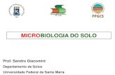 MICROBIOLOGIA DO SOLO - SARGS · 2021. 1. 20. · Polissácarídeos Glomalina Weil & Brady (2016) Microrganismos e agregação do solo. Microrganismos e agregação do solo Agregados
