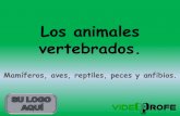 Los animales vertebrados.1MDYHS1WL-VCWWY8...LOS ANIMALES VERTEBRADOS AVES -Son animales OVÍPAROS.-Se reproducen por FECUNDACIÓN INTERNA. -Tienen PICO.-Respiran por los PULMONES.-Tienen