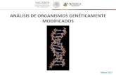 ANÁLISIS DE ORGANISMOS GENÉTICAMENTE MODIFICADOS · 2017. 5. 12. · • LEY DE BIOSEGURIDAD: –Organismo Genéticamente Modificado: Cualquier organismo vivo, con excepción de