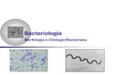 Bacteriologia - WordPress.com · Morfologia bacteriana Tamanho Variam de 0,3 por 0,8 μm até 10 por 25 μm Interesse Clínico: medem entre 0,5 a 1,0 μm por 2 a 5 μm