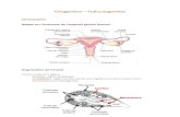 Ovogenèse Folliculogenèse · 2012. 10. 29. · Ovogenèse – Folliculogenèse Introduction Rappel su l’anatomie de l’appa eil génital féminin Oganisation de l’ovai e L’ovaie