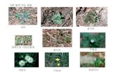 이른봄에피는꽃들 - Amborellaamborella.net/2011-PlantSystematicsLab/Week06-Magnoliace... · 2011. 4. 11. · Microsoft PowerPoint - Week06-Magnoliaceae-Lauraceae-Betulaceae-Violaceae