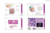 Anatomia del pancreas: richiami · 2016. 5. 16. · Neoplasie del pancreas prof Zanconati • Tumori cistici (5-10%) Nel 1,4% delle ecografie eseguite per problematiche pancreatiche