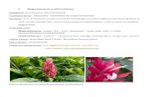 1 Megaskepasma erythrochlamys - Botaanikaaed · 2019. 9. 12. · 1 Megaskepasma erythrochlamys Sugukond: Acanthaceae (karusõralised) Looduslik levila: Venezuela, ilutaimena ka mujal