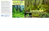 PLANTS BEHAVING EHAVING ADLY BADLY · 2016. 10. 15. · LYGODIUM SuggestedHerbicides* Dryareas:HerbicideslikeBrush-B-Gone(triclopyramine8%), BrushKiller(triclopyramine8.8%),“Ready-to-use”Roundup