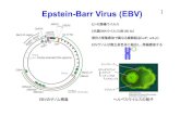 Epstein-Barr Virus (EBV) 1 - Yoshiyama Labyoshiyama-lab.org/wordpress/wp-content/uploads/2017/07/...Epstein-Barr Virus (EBV) OriLyt OriLyt ヌクレオカプシド カプシド コア