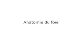 Anatomie du foieanatomie-fmpm.uca.ma/wp-content/uploads/2020/07/Foie1.pdf · 2020. 7. 19. · Anatomie du foie. Situation du foie . Configuration externe . Les bords . Au total: 4