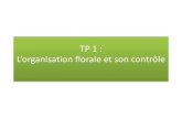 TP 3 : L’organisation florale et son contrôleblog.ac-versailles.fr/svtlouiseweiss/public/TS_theme_pl... · 2020. 3. 23. · Formule florale : 3S 3P 3E 3C . Contrôle génétique