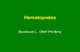 Hematopoéza - Masaryk University · zbarvení, obsah cytoplazmy velikost, tvar jádra struktura chromatinu, jadérka komplexní hodnocení Sledování buněčných morfologických