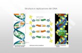 Struttura e replicazione del DNA · 2019. 11. 27. · Scoperta della struttura a doppia elica del DNA da parte di J. D. Watson e F. Crick-1960. Scoperta dell’RNA messaggero -1966.