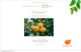 Neretvanska mandarina - EastAgri · 2017. 9. 13. · Neretvanska mandarina Predlagatelj: Neretvanska udruga voćara 'Mandarina' Zrinskih – Frankopana 1 20355 Opuzen NERETVA NSKA