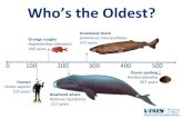 Who’stheOldest?Bowheadwhale! Balaena&mys*cetus& (211!years&Oceanquahog! Arcca &islandica! 507!years! 0 Orange roughy((Hoplostethus&atlan*cus& 149!years! 100 200 300 400 500 Human!