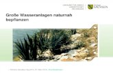 Große Wasseranlagen naturnah bepflanzen - Sachsen · 2020. 12. 10. · Große Wasseranlagen bepflanzen Deckwerke • Hochregenerative Repositionspflanzen • Ausgeprägtes Verankerungsvermögen
