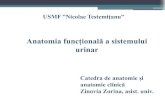 Anatomia funcțională a sistemului urinar · 2020. 11. 5. · Anatomia funcțională a rinichiului 1. Ultrafiltrarea glomerulară • Filtrarea plasmei sângvine. • Se face prin