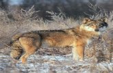 Verklärt und verteufelt – der Wolf Wolfsjagd · 2019. 3. 6. · Verklärt und verteufelt – der Wolf D ie Rückkehr des Wolfes ist in Deutschland in aller Munde. Die einen sind