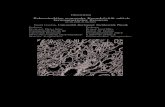 Rekonstruktion neuronaler Konnektivit at mittels … · 2017. 11. 21. · Dissertation Rekonstruktion neuronaler Konnektivit at mittels kernmagnetischer Resonanz 01.10.1998-21.06.2001