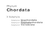 Phylum Chordata - Florida State Universitybsc2011l/F Spr 08 04 Chordata.pdfPhylum Chordata 3 Subphyla Subphylum Uro chordata Subphylum Cephalo chordata Subphylum Vertebrata Subphylum