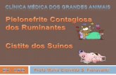 Pielonefrite Bovina Contagiosa - Universidade Federal de Goiás · 2011. 12. 23. · Pielonefrite Bovina Contagiosa É uma inflamação ascendente da uretra-bexiga-ureteres-rins (pielonefrite).