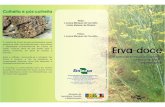 folder erva doce - Embrapa · Apresentaçáo Erva-doce é um dos nome populares da espécie Foeniculum vulgare Mill, também conhecida como funcho e erva-doce-brasileira. Originária