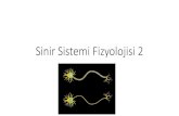 Sinir Sistemi Fizyolojisi 2fizyoloji.ege.edu.tr/images/dosyalar/11-Sinir_Sistemi... · 2020. 2. 19. · Refleks Hareketin ileşenleri •Nöroloji muayenesinde sıklıkla kullanılan