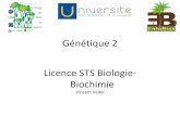 Génétique 2 Licence STS Biologie- Biochimie · 3/4 X 3/4 = 9/16 de pois ronds (phénotypes dominant) et jaune (phénotype dominant) 3/4 X 1/4 = 3/16 de poids ronds etverts (rond,
