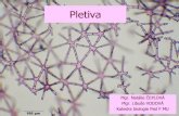 Pletiva a tkáně - Masaryk University · 2011. 4. 6. · Dělivá pletiva (meristémy) tvoří je drobné tenkostěnné parenchymatické buňky s velkými jádry funkce: produkce