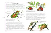 1-21 Animale mod - Libris.ro7 Unele insecte se hrănesc cu plante, în timp ce altele sunt carnivore, alimentându-se cu insecte sau animale mici. Călugăriţa este un prădător