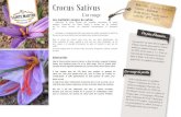 Crocus Sativus - FermedeSainteMarthe · 2018. 7. 12. · Crocus Sativus L’or rouge om latin Crocus Sativus amille Iridaceae rusticité -10C -15C Les multiples usages du safran -