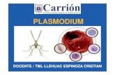 PLASMODIUM...Plasmodidae y Género Plasmodium de la que se conocen más de 85 especies. Para humanos hay cuatro especies de Plasmodium que provocan la malaria o paludismo: vivax, ovale,