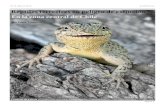 N°10, Marzo 2010 La Chiricoca Reptiles terrestres en ...lachiricoca.cl/wp-content/uploads/2018/03/La-Chiricoca-10_part2_c.pdfLagartija de Gravenhorst (Liolaemus gravenhorstii) ...