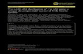 RESEARCH Open Access The c.429 452 duplication of the ARX … · 2017. 8. 29. · RESEARCH Open Access The c.429_452 duplication of the ARX gene: a unique developmental-model of limb