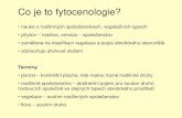 Co je to fytocenologie? - Masaryk University...•duben + červen/červenec –suché trávníky •duben/květen + červen/červenec –druhově bohaté listnaté lesy •duben/květen