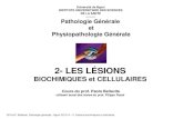 2- LES LÉSIONS · 2015. 1. 20. · © Prof.P. Bellavite, Pathologie générale - Ngozi 2013/14 – 2- Lésions biochimiques et cellulaires Pathologie générale – LÉSIONS TABLE