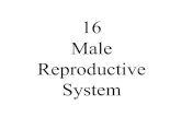 16 Male Reproductive System16 Male Reproductive System The male reproductive system consists of the testis, spermatozoa producing organ, and the excretory duct system, composing \൯f