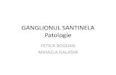 GANGLIONUL SANTINELA Patologie - IOCNnwcanportal.iocn.ro/breastcom/GANGLIONUL SANTINELA AP.pdfGANGLIONUL SANTINELA Patologie FETICA BOGDAN MIHAELA GALATAR. Macroscopie: Ganglion santinela