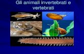 I vertebrati e invertebrati - IC ROSATE · 2016. 12. 19. · Gli invertebrati più semplici sono le spugne, meduse e coralli La superficie del corpo delle spugne è caratterizzata
