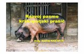 Razvoj pasme krškopoljski prašič - GOVEDO.si · 2011. 12. 5. · • Hrvaške, bosanske in srbske pasme prašičev • Padovanski oz. laški prašiči ... 1993 –vzpostavitev